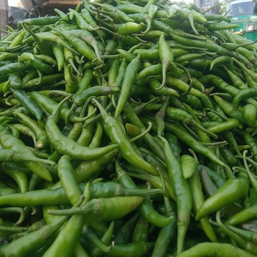 তাজা কাঁচা মরিচ বান্ডিল