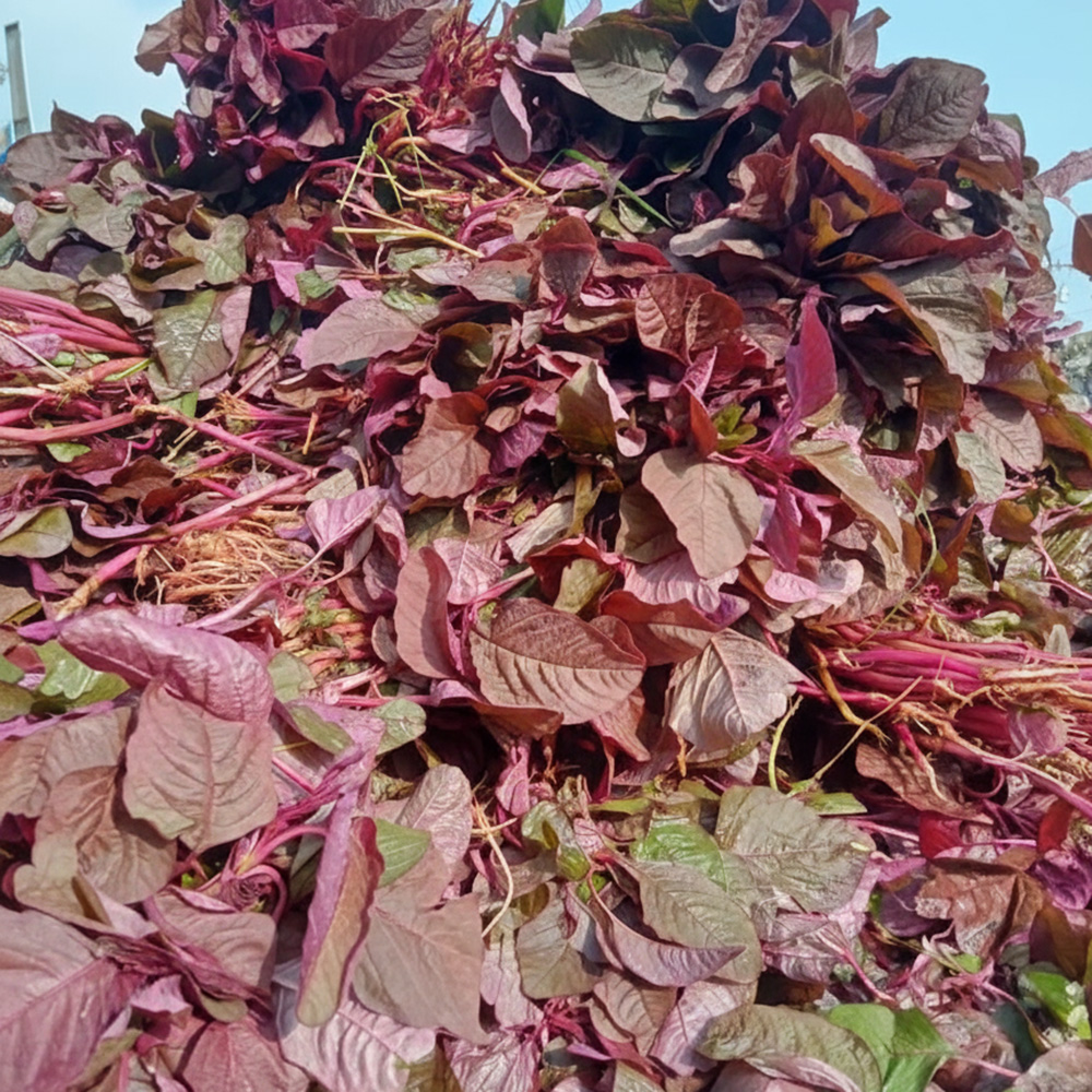 তাজা  লাল শাক বান্ডিল