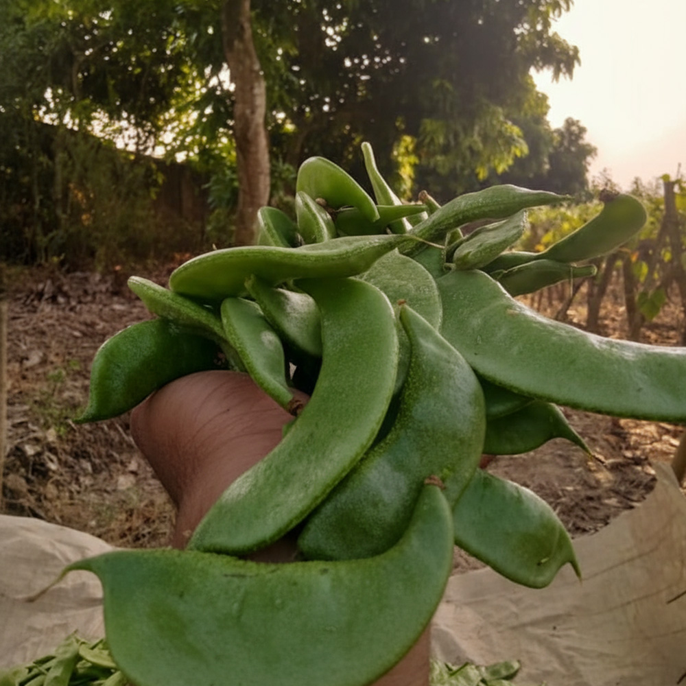 তাজা শিম বান্ডিল (Fresh Organic Green Beans Bundle)